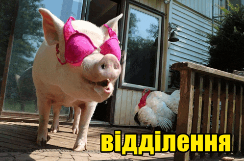 a pig wearing a pink bra stands next to a chicken and a sign in russian