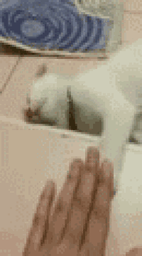 a close up of a person 's hand touching a cat 's paw .