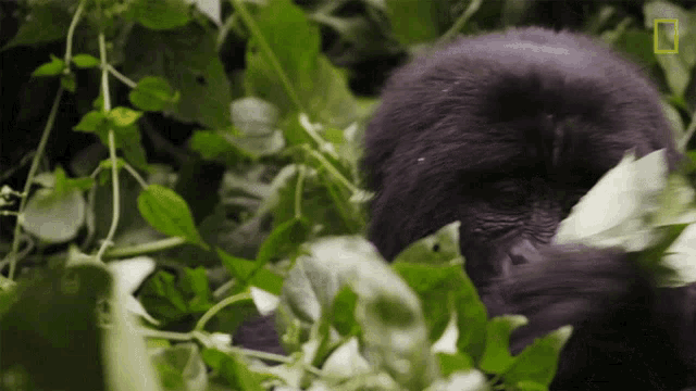 Eating Close Gorilla Encounter GIF - Eating Close Gorilla Encounter Explorer GIFs