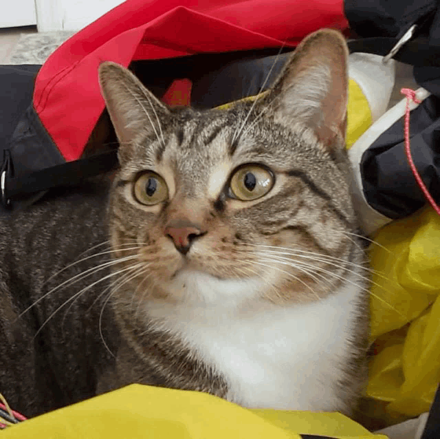 a cat is laying on a yellow and red bag