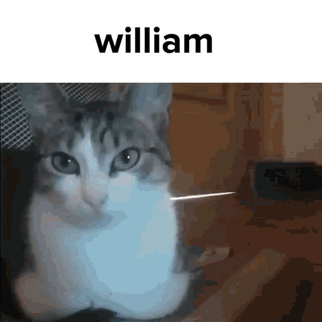William Cat GIF - William Cat Meme GIFs