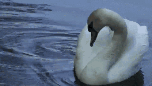 Real Swan Boat GIF - Swan Boat Babies GIFs