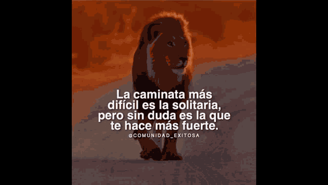 a lion is walking on a dirt road with a quote in spanish