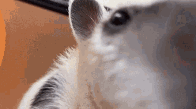 a close up of a cat 's face and ear