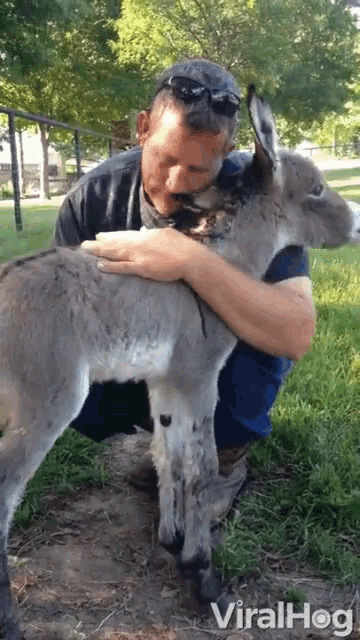 Petting Donkey GIF - Petting Donkey Ass GIFs