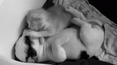 Cuddle GIF - Cat Puppy Cuddle GIFs