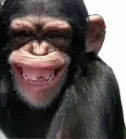 Monyet Lucu GIF - Monyet Lucu Funny GIFs