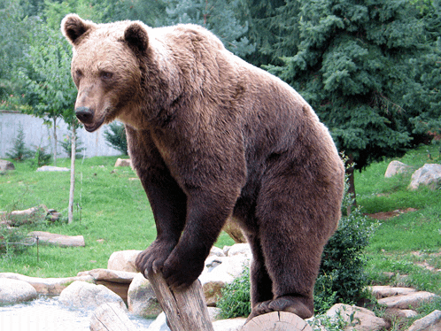 a large brown bear standing on a log in a field