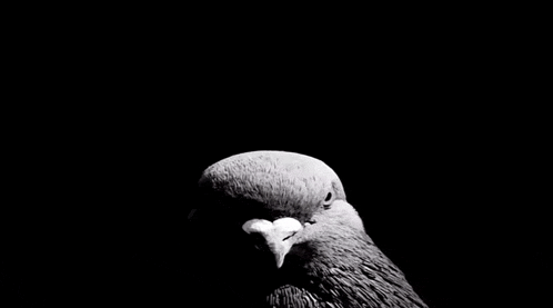 a black and white photo of a pigeon with a egg in its beak on a black background .