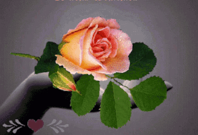 a hand holding a pink rose with green leaves on a gray background
