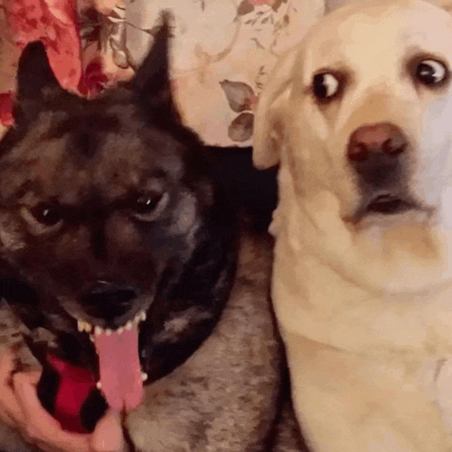 a black dog and a yellow dog are sitting next to each other and one of the dogs is sticking its tongue out .