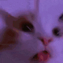 a close up of a cat with its mouth open and a surprised look on its face .