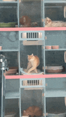 a cat is sitting on a shelf in a cage with other cats