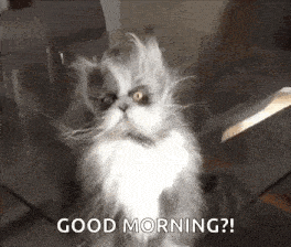 Cat Bed Hair GIF - Cat Bed Hair After Nap GIFs