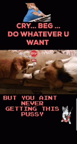 Lol No Way GIF - Lol No Way Dog - Discover &amp; Share GIFs
