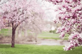 a cherry blossom tree with pink flowers in a park