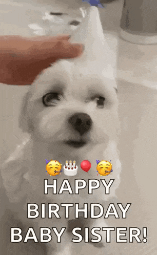 a small white dog is being propped up by a person and says happy birthday baby sister !