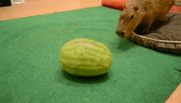 Capybara Eating GIF - Capybara Eating Watermelon GIFs