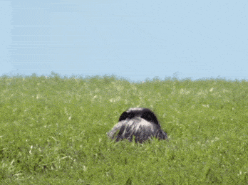 a person is peeking out of the grass in a field with chinese writing .