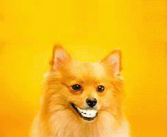 Teeth Dog GIF - Teeth Dog Funny GIFs