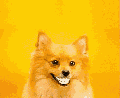 a pomeranian dog is smiling and looking at the camera on a yellow background