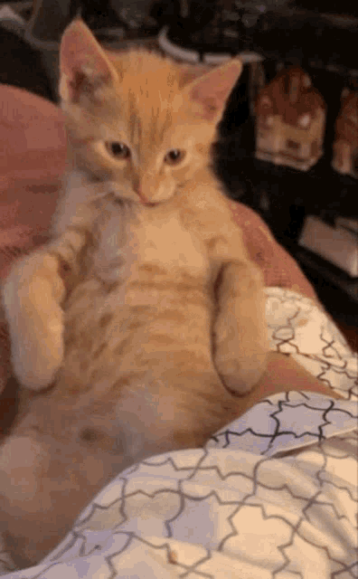 Eat Lazy GIF - Eat Lazy Cat GIFs