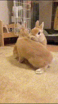 a couple of rabbits are sitting on a carpet in a room