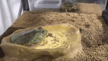 a frog is sitting in a bowl of water on top of a pile of gravel .