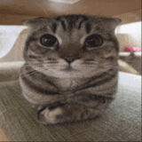 a close up of a cat 's face with its paws crossed