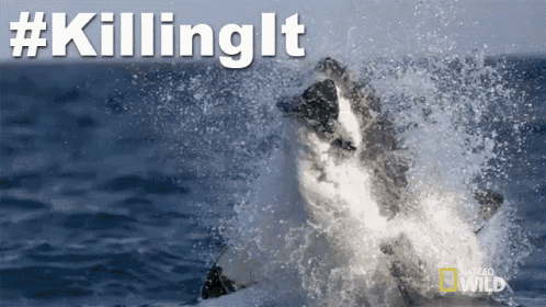 a picture of a dolphin jumping out of the water with #killinglt written above it