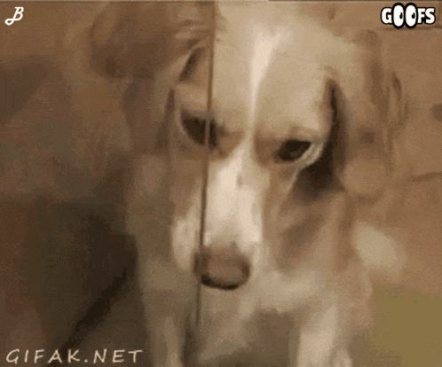 a gif of a dog with the words goofs on the top