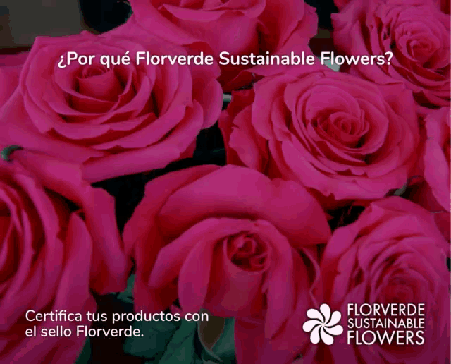 Flowers Florverde Sustainable Flowers GIF - Flowers Florverde Sustainable Flowers GIFs