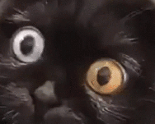 Cat Pupils GIF
