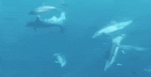 a flock of dolphins are swimming in the ocean .