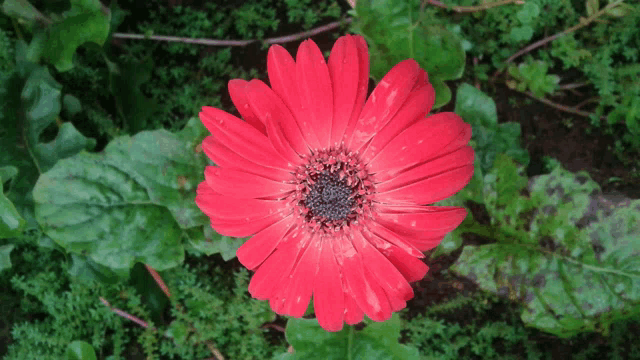 a close up of a red flower with a green background