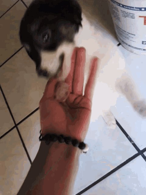 a black and white puppy looking at a person 's hand with a bracelet on