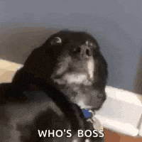 a black dog with a blue collar is sitting on a bed and looking at the camera .