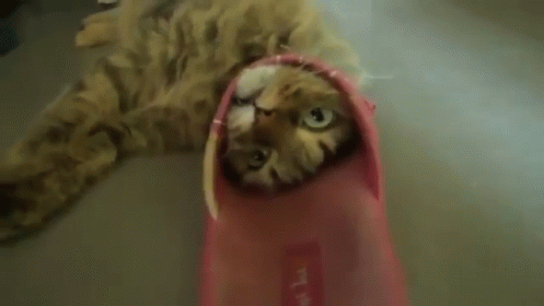 Why. GIF - Animals Cat Shoe GIFs