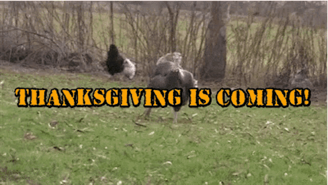 a turkey is running in a field with the words thanksgiving is coming below it