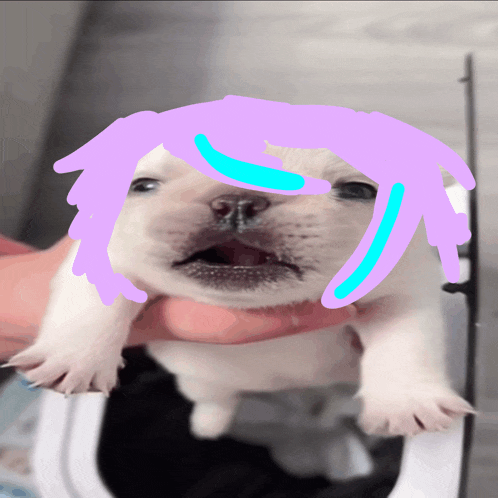 a white puppy with a purple and blue haircut