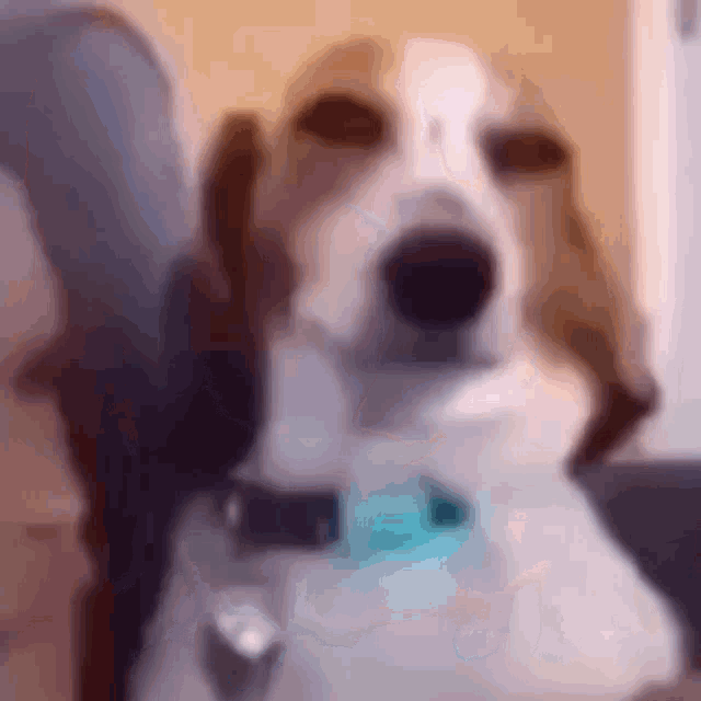 a close up of a dog 's face with a blurry background .
