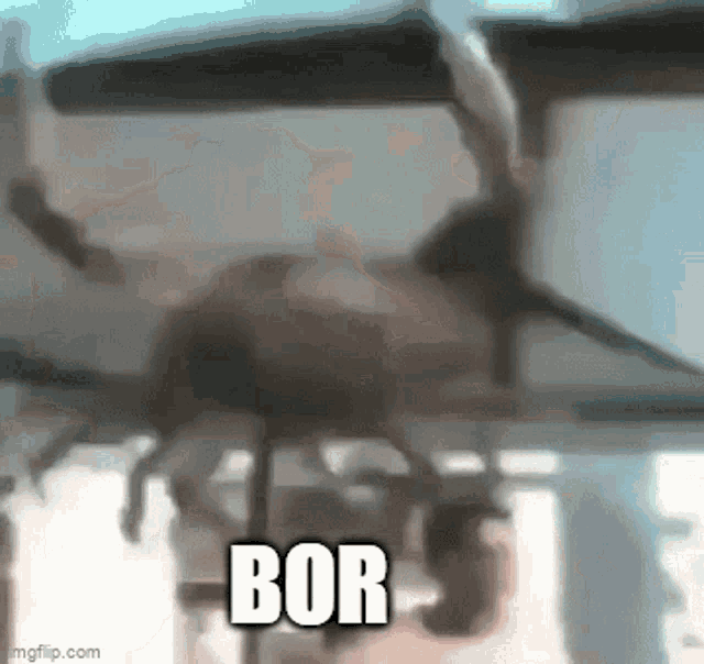 Bor Crab GIF - Bor Crab Man GIFs