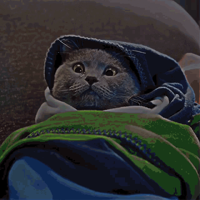 a gray cat wrapped in a blue and green blanket