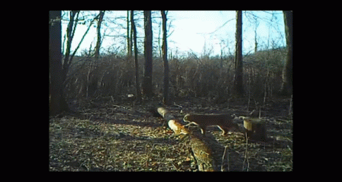 Bobcat Passing By GIF - Bobcat Passing By Forest GIFs