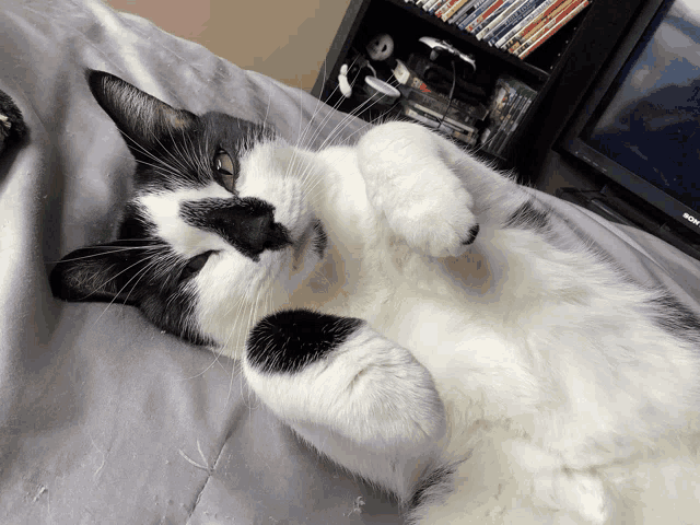 a black and white cat is laying on its back in front of a sony tv