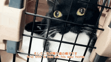 a black and white cat in a cage with the words " and this is him on his way home " below it