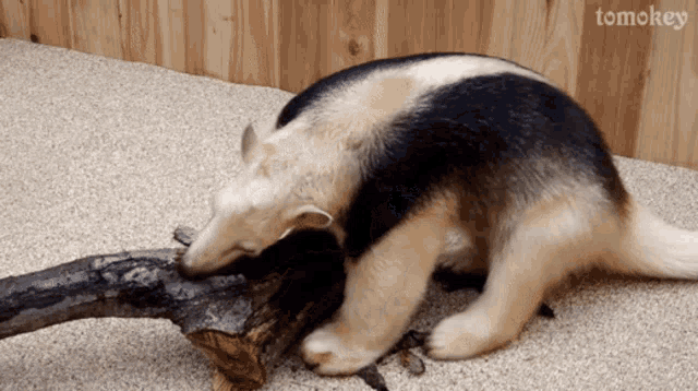 a black and white animal is playing with a piece of wood and the word tomokey is on the bottom