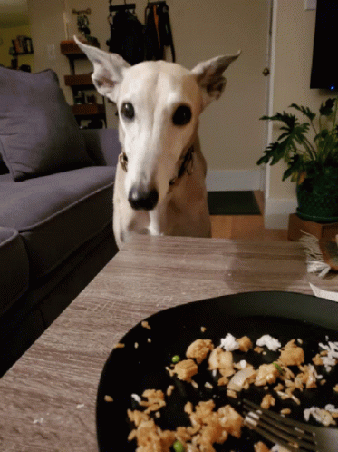 Greyhound Food GIF - Greyhound Food Dog GIFs