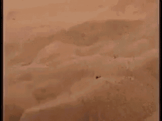 Lizard Comfy GIF - Lizard Comfy Sand GIFs
