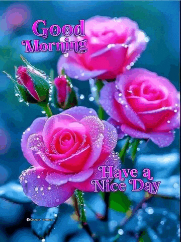 a bunch of pink and purple roses with water drops on them